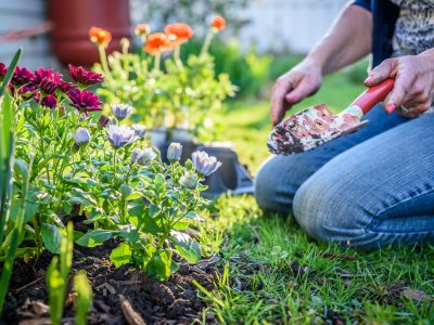 late-summer-garden-care-scaled
