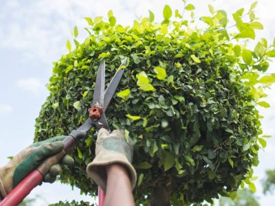 tree_trimming_and_tree_pruning